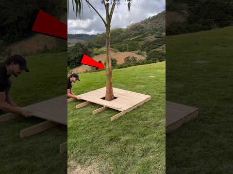 He Built an Amazing Protection House for His Coconut Tree 🌴😲 #facts #shots thumbnail