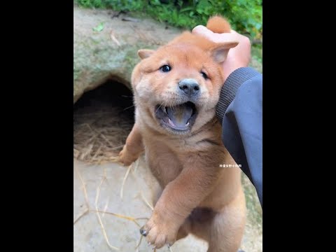 The little villain bullied the children again, Chinese Pastoral Dog, puppy, Pastoral Dog thumbnail