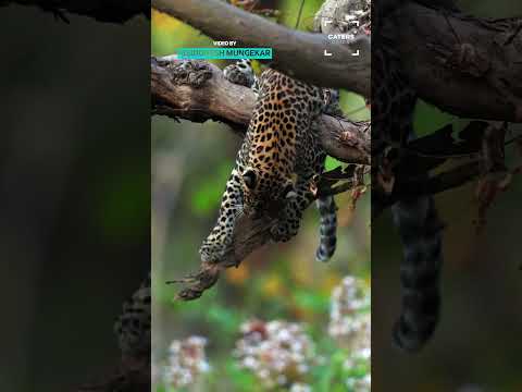 Even Big Cats Like To Play 🥰 #leopard thumbnail