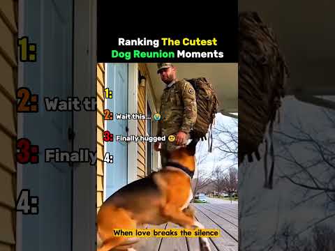 Ranking The Cutest Dog Reunion Moments #dog thumbnail