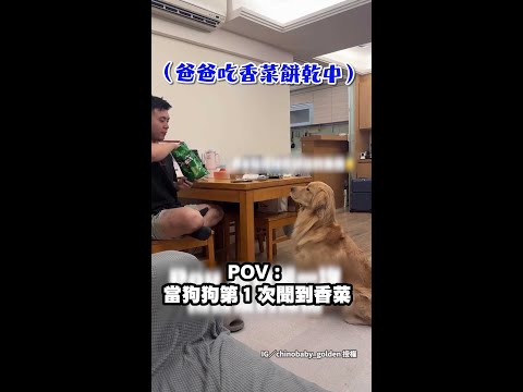 【狗都不愛】盯爸爸吃香菜餅乾！黃金獵犬一湊近聞秒撇頭｜#寵物雲 #shorts thumbnail