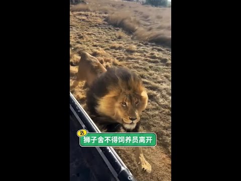 時隔半年小哥再次回來看望從小養大的獅子被它一眼就認了出來 #獅子 #動物的迷惑行為 #獅王 #動物也有愛 @快手寵物(O3xdzi7gzwye5gsa) @快手熱點(O3xddgkd5fav5if9 thumbnail