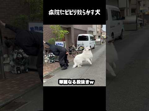 病院にビビり散らかしちゃう愛犬　#greatpyrenees #大型犬のいる生活 #大型犬 #大型犬と暮らす #グレートピレニーズ #ゴールデンレトリバー #犬のいる生活 #愛犬 #癒し thumbnail