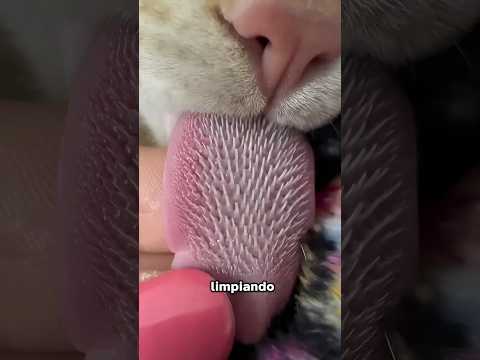 Por qué no duele cuando un gato te lame? 👅 thumbnail