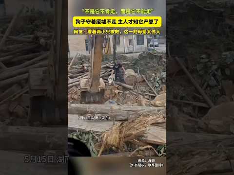 ?? 忠犬守废墟不肯离去，主人掘地惊现一窝刚产下的幼崽 ?? Loyal Dog Guards Ruins to Protect Her Newborn Puppies thumbnail