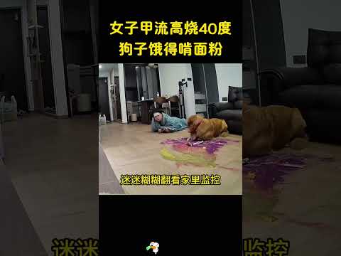 女子发烧烧迷糊了，还不忘喂自己的狗，场面心酸又好笑。 thumbnail