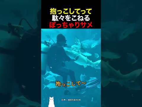 抱っこしてって駄々をこねるぽっちゃりサメ thumbnail