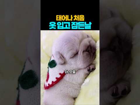 ❤️60만뷰❤️커서 슈퍼맨 아니 슈퍼독 되렴 ㅎㅎ~ #강아지 #댕댕이 #애견영상 thumbnail