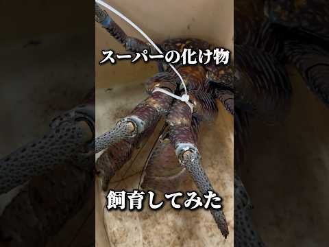 スーパーにいた怪物を家族にした thumbnail