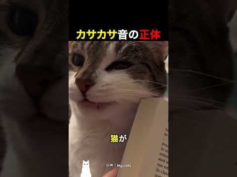 カサカサ音の正体 thumbnail