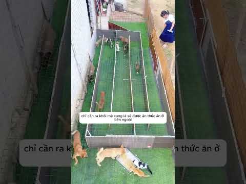 những chú cún cố gắng thoát khỏi mê cung #viralvideo thumbnail