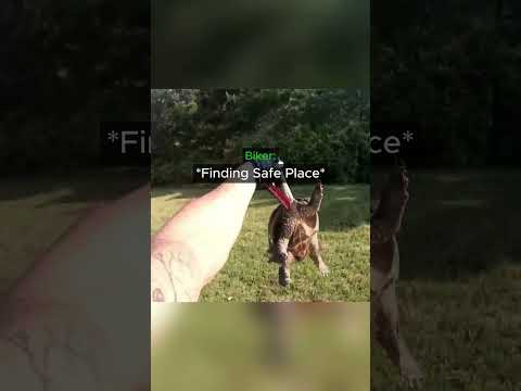 Biker Rescues Stranded Animal😳 thumbnail