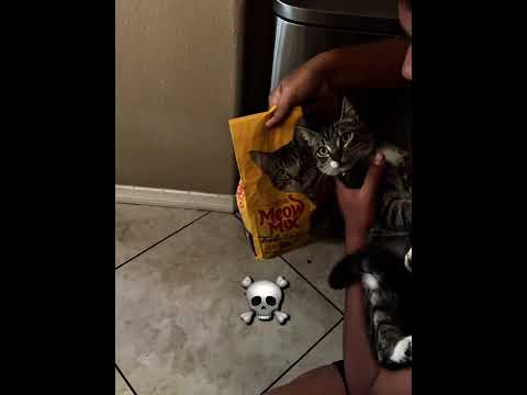 Cats Fitting Purrfectly ☠️ #edit #usa #cat #catlover #phonk #trolledit #pets #kucing thumbnail