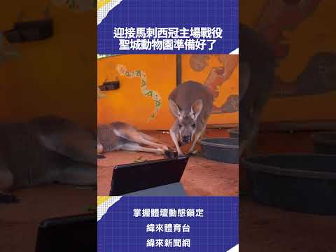 迎接馬刺西冠主場戰役  聖城動物園準備好了 thumbnail
