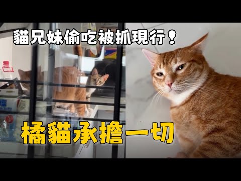 廚房抓到2隻現行犯！　橘貓承擔一切瞇瞇眼求放過 thumbnail