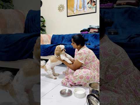 Bayangara kova karana irupan polayeee 😳 #pets #shorts thumbnail
