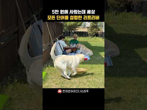 5만 원에 데려왔는데 모든 단어를 섭렵한 리트리버 thumbnail