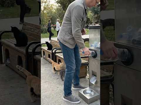 Feeding Stray Cats with a Recycling Machine ?♻️ thumbnail