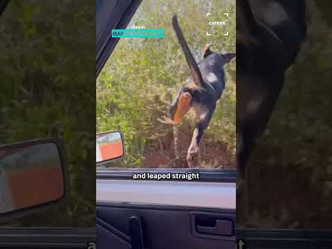 This Is The Kind Of Thing My Dog Would Do 🙄 #dog thumbnail