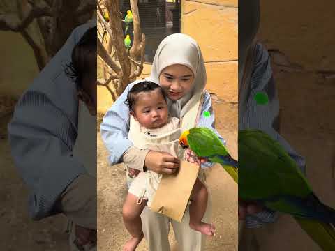 JALAN2 BAWAK AMINAH TENGOK RAMA2. thumbnail