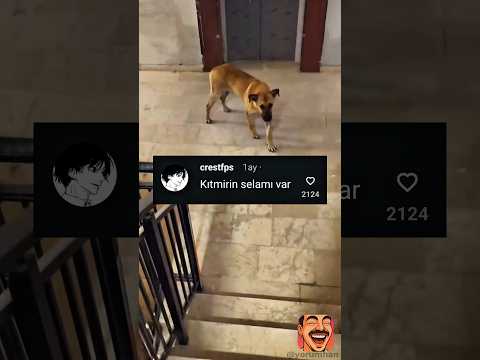 Abi köpekle kürtçe pazarlığa girdi 😂 thumbnail