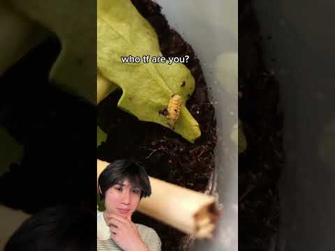 Bug identification thumbnail