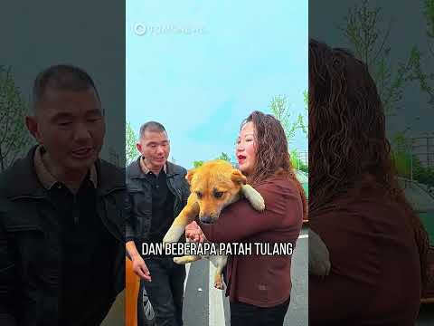 Puluhan Supir Taksi Patungan Demi Obati Anjing Liar yang Terluka #shorts thumbnail
