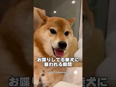 お喋りしてる柴犬に襲われる瞬間?　#柴犬　#犬　#かわいい犬 #犬のいる暮らし #犬のいる暮らし thumbnail