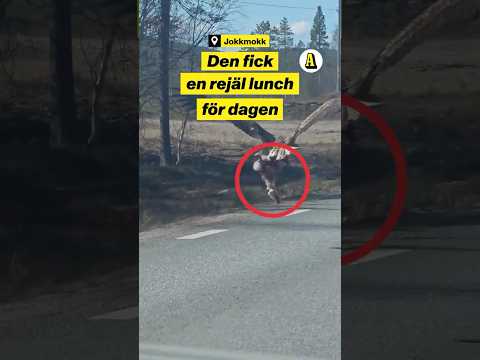 Här flyger örnen med lunchen: ”Wow” thumbnail