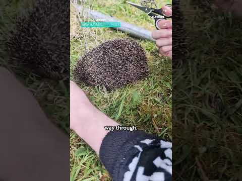 A Prickly Rescue Situation ? #animalrescue thumbnail