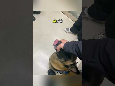 Đừng mặc chiếc áo khoác này ra đường#daochieu #shorts thumbnail