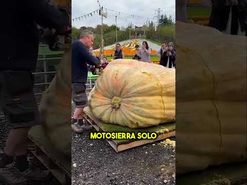 Estas Semillas Valen Más Que La Calabaza 😳 #shorts thumbnail