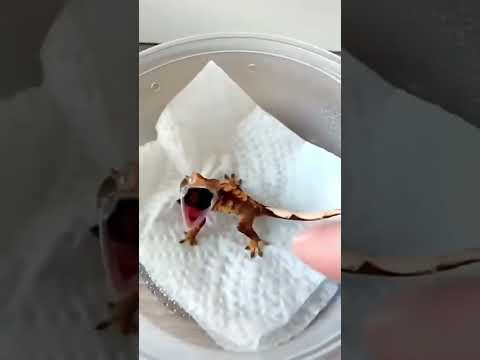 She’s fiesty 😱🤣👶🏻❤️🦎 thumbnail