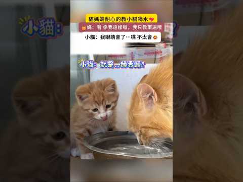貓媽媽耐心教小橘咪喝水💖 🐱媽：小橘 看好了啊😊 媽只教兩遍… 小橘🐱：眼睛會了！嘴…不會🥲 #cat #cute #funny #healing #shorts thumbnail