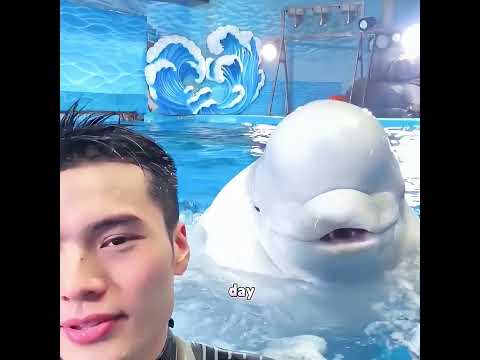 The beluga whale broke down and burst into tears the moment it saw him.#cat #pets #cutepet #cute thumbnail