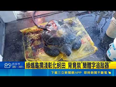 綠蠵龜擱淺彰化蚵田 背竟裝"簡體字追蹤器" 裝追蹤器觀察生態 漁民憂"簡體字"恐遭滲透｜記者 許宇捷 許書維 張展誌 ｜三立新聞LIVE thumbnail