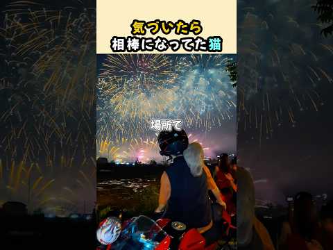バイクにハマった猫 thumbnail