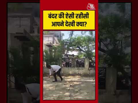 Bulandshahr Monkey Viral Video: पेड़ पर चढ़कर बंदर ने उड़ाए नोट | #shortsvideo  #shortsviral thumbnail