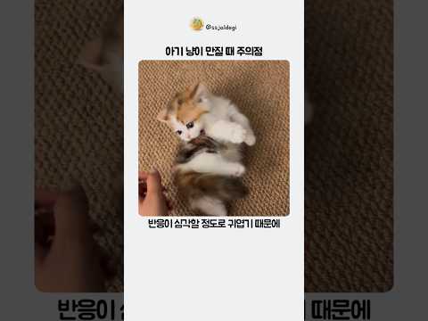 아깽이를 무작정 만지면 안되는 이유 thumbnail