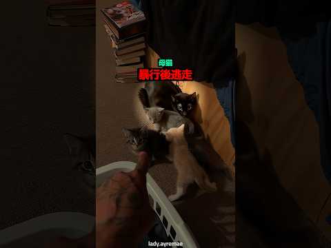こっそり逃げた猫パパの末路 ? thumbnail