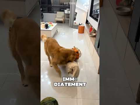 Le chien a retrouvé son jouet préféré 😯❤️ thumbnail
