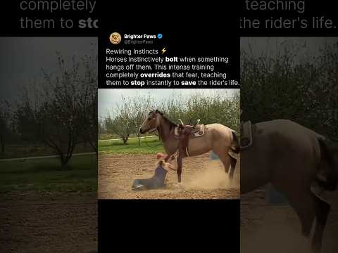 Why do horses bolt when you fall? 🐴 thumbnail