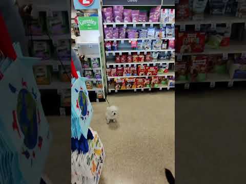 POV: service dog vs a regular dog thumbnail