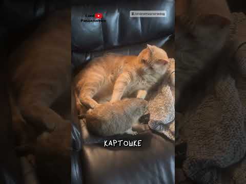 Луговая Собачка и Кот 🥔 thumbnail