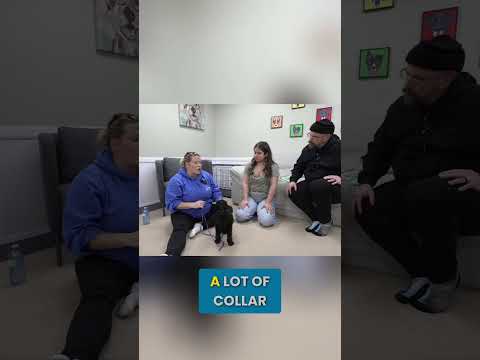 A Special Technique That Gives Your Puppy a "Calm Switch" thumbnail