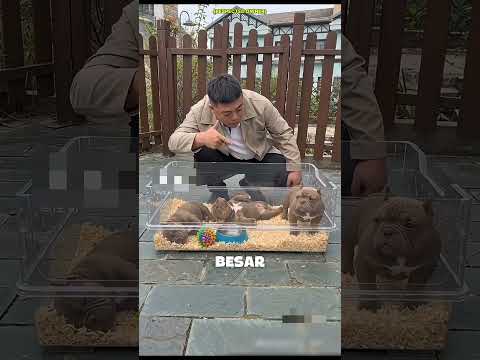 Tapi Yang Ini Masih Hidup?! ? #Shorts #shortsviral thumbnail