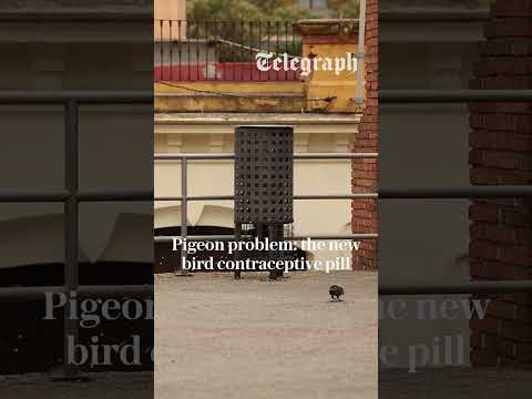 Barcelona is putting pigeons on the pill thumbnail