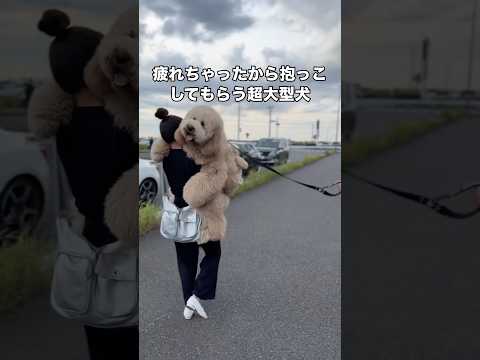 いっぱいお出かけしていっぱい遊んだら疲れちゃったから飼い主に抱っこしてもらうラブラドゥードル #ラブラドゥードル #ドゥードル #大型犬 #shorts thumbnail