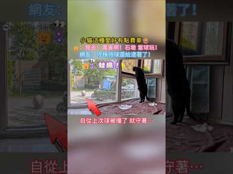 小貓的愛好有點費車🤣 🐱：蛙趣❗🐮啊兄弟👍🏻石墩當球玩❗ 網友：守株待球 還真給逮著了🤣 #cat #cute #funny #funnyshorts #shorts thumbnail