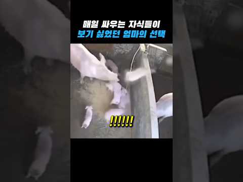 형제의 난을 지켜보던 엄마의 결단 thumbnail
